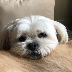 Meet your Posher, Rosalie